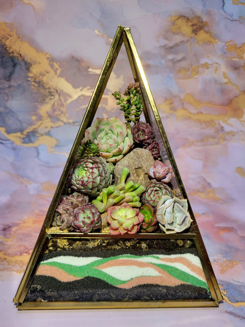 Artifex image - Socotra 1 Succulent